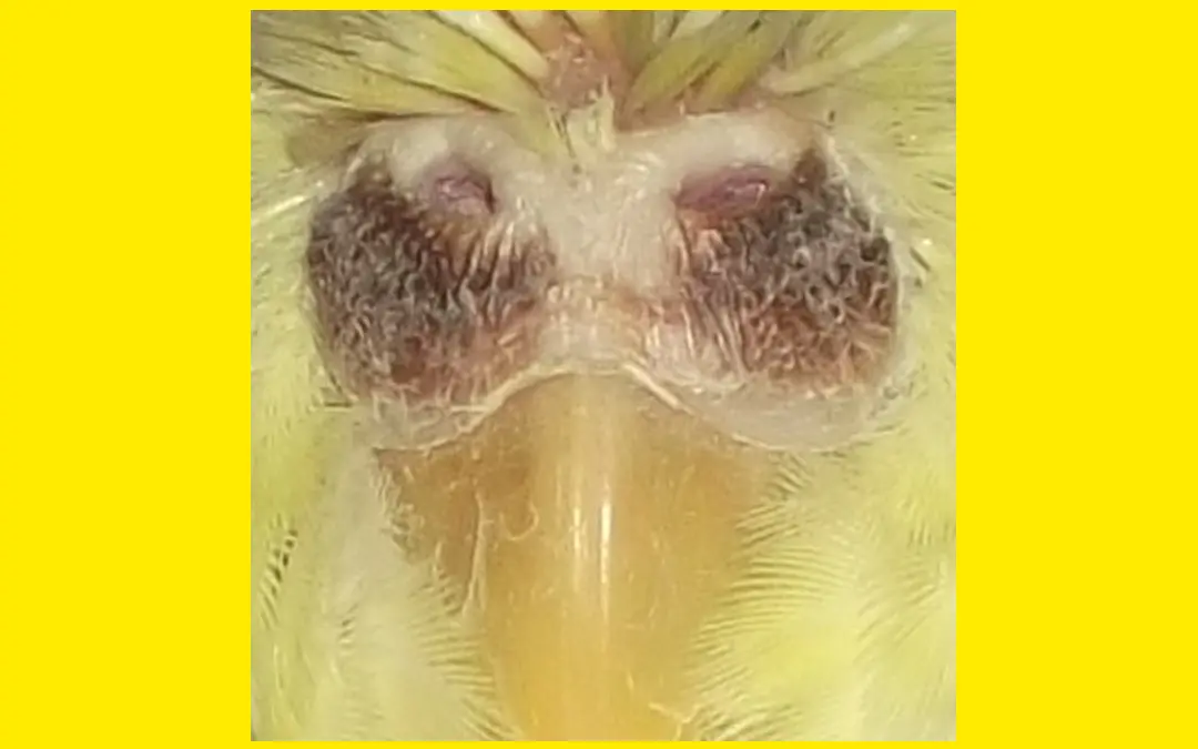Healthy Air For Birds