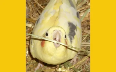 The Home Where Birds Say No