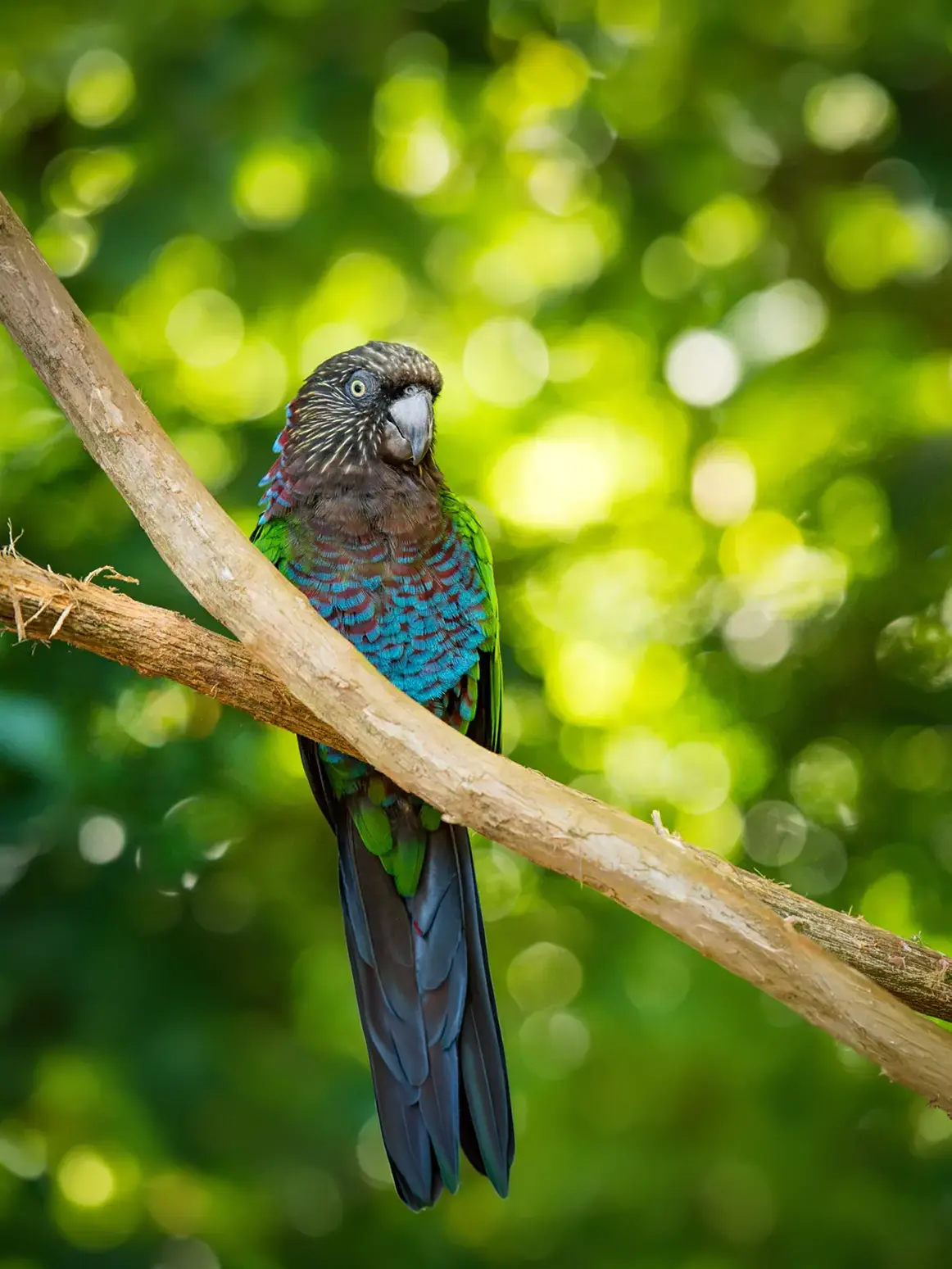 Hawkhead Parrot
